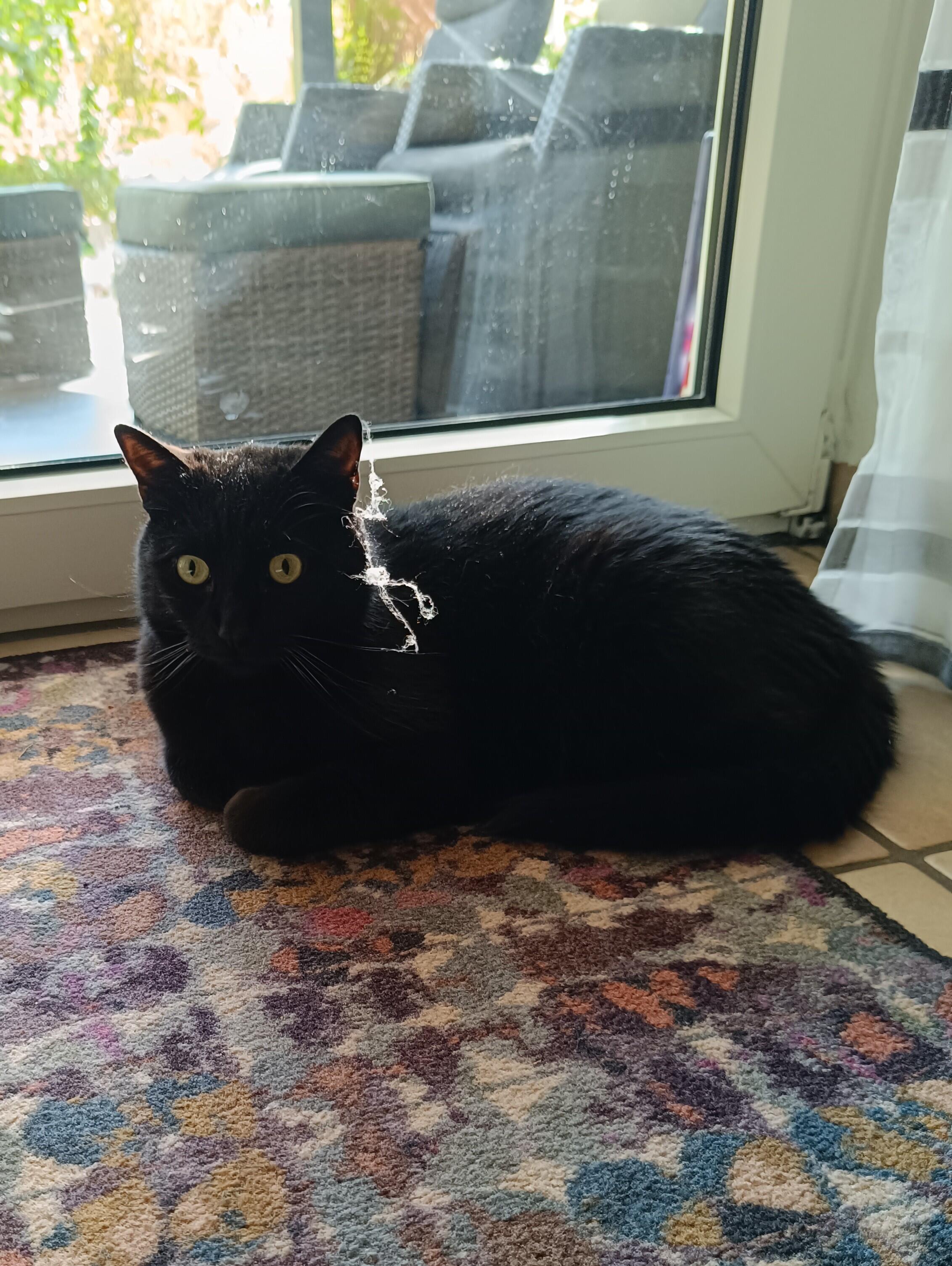 Schwarzer Kater